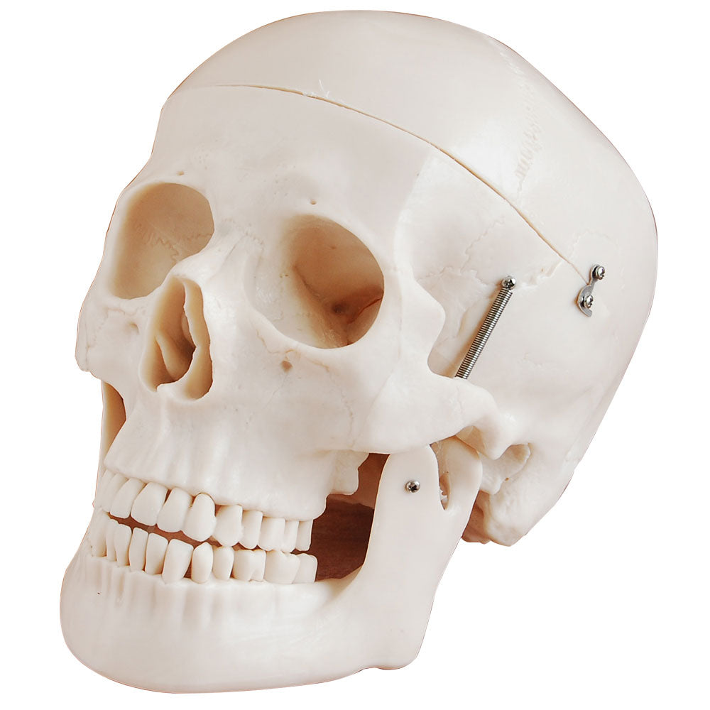 Life-size Human Skull hotsell Study Model