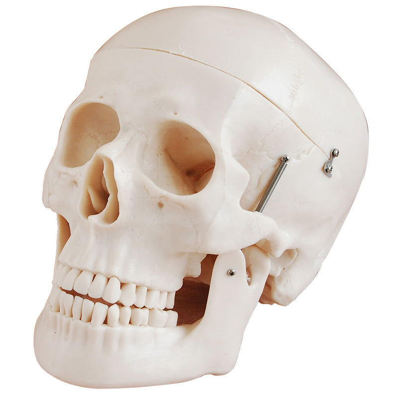66fit Deluxe Life Size Human Skull Anatomical Model