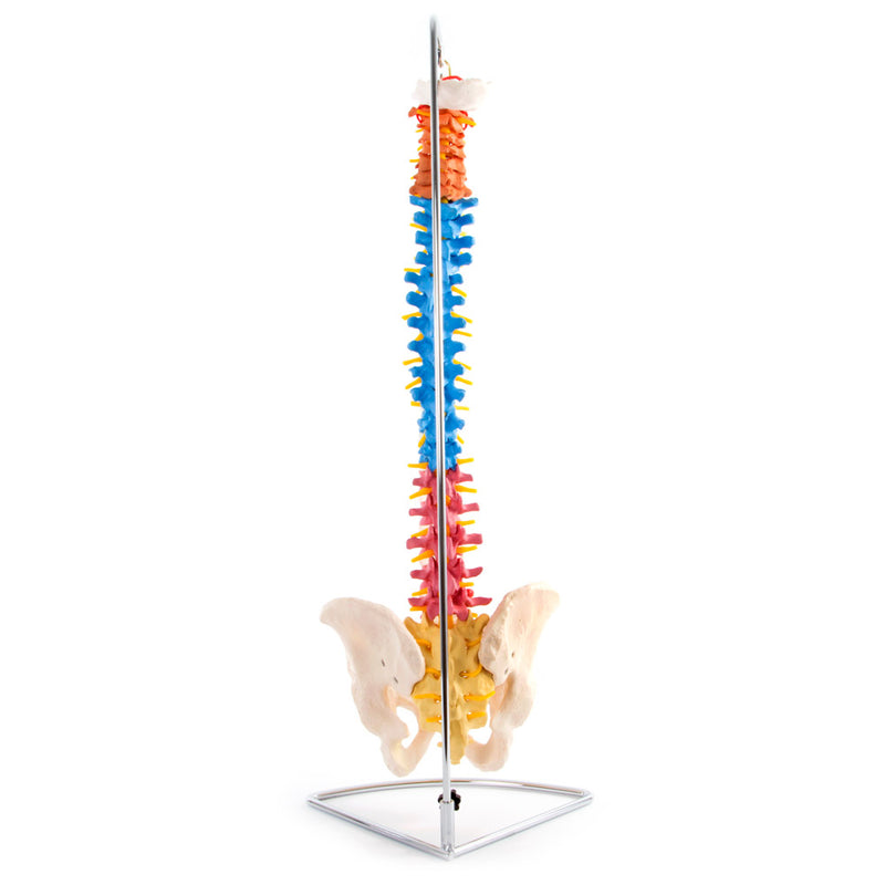 66fit Anatomical Flexible Vertebral Column with Pelvis (Coloured)