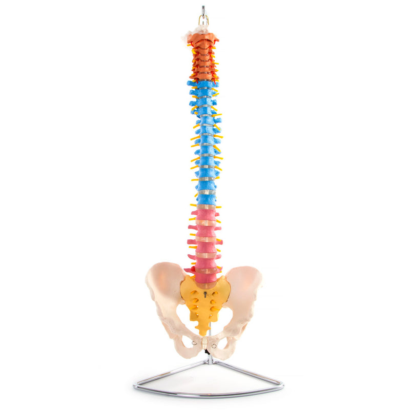 66fit Anatomical Flexible Vertebral Column with Pelvis (Coloured)