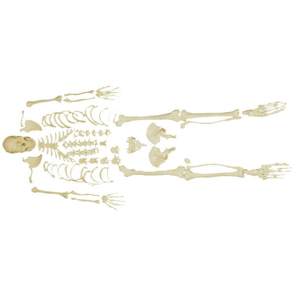 66fit Disarticulated Skeleton with Skull
