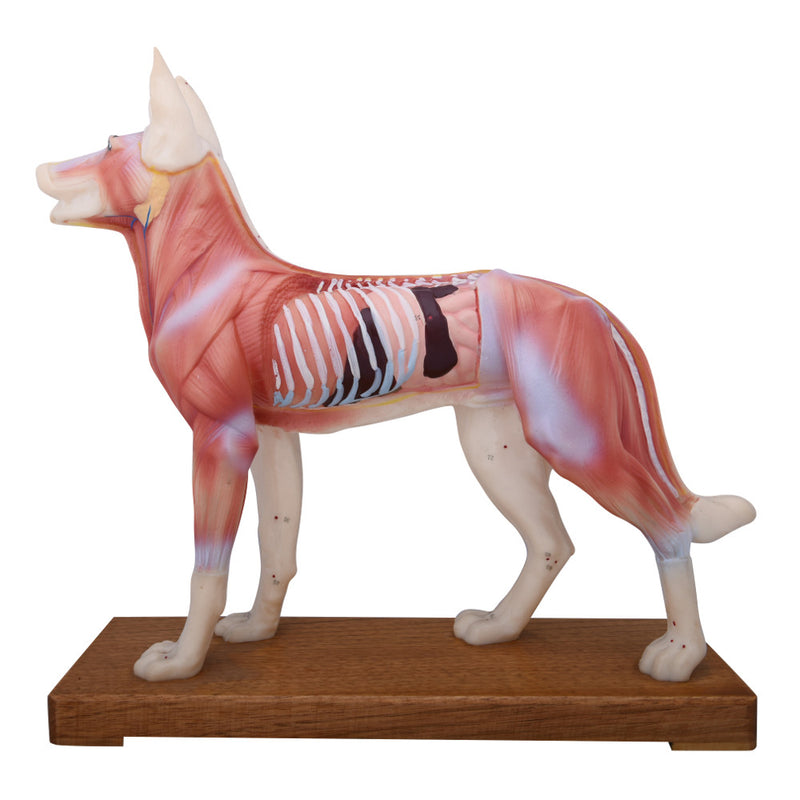 66fit Dog Acupuncture Model