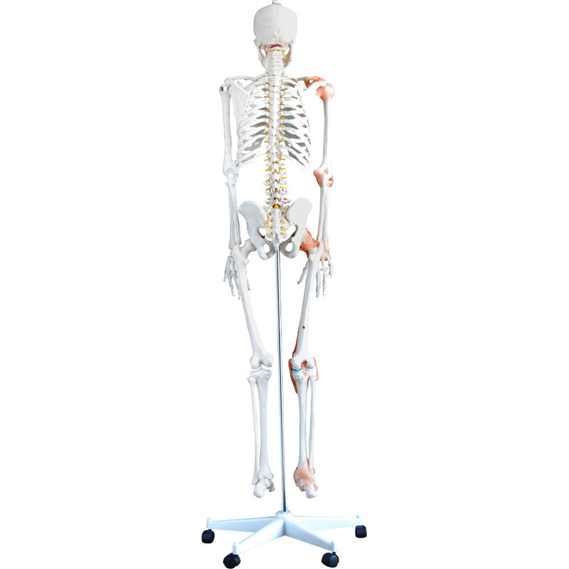 66fit Human Flexible Skeleton with Ligaments- 180cm