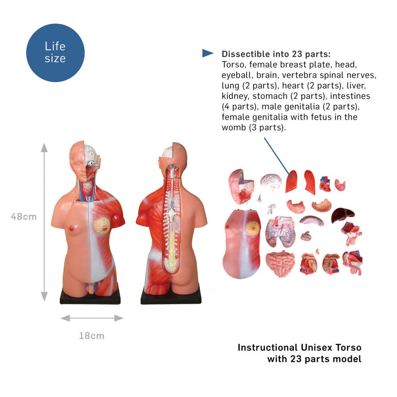 66fit Unisex Torso - 23 Parts - 45cm