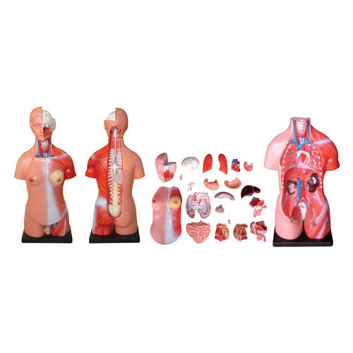 66fit Unisex Torso - 23 Parts - 45cm