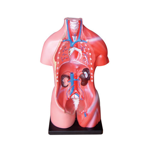 66fit Unisex Torso - 23 Parts - 45cm