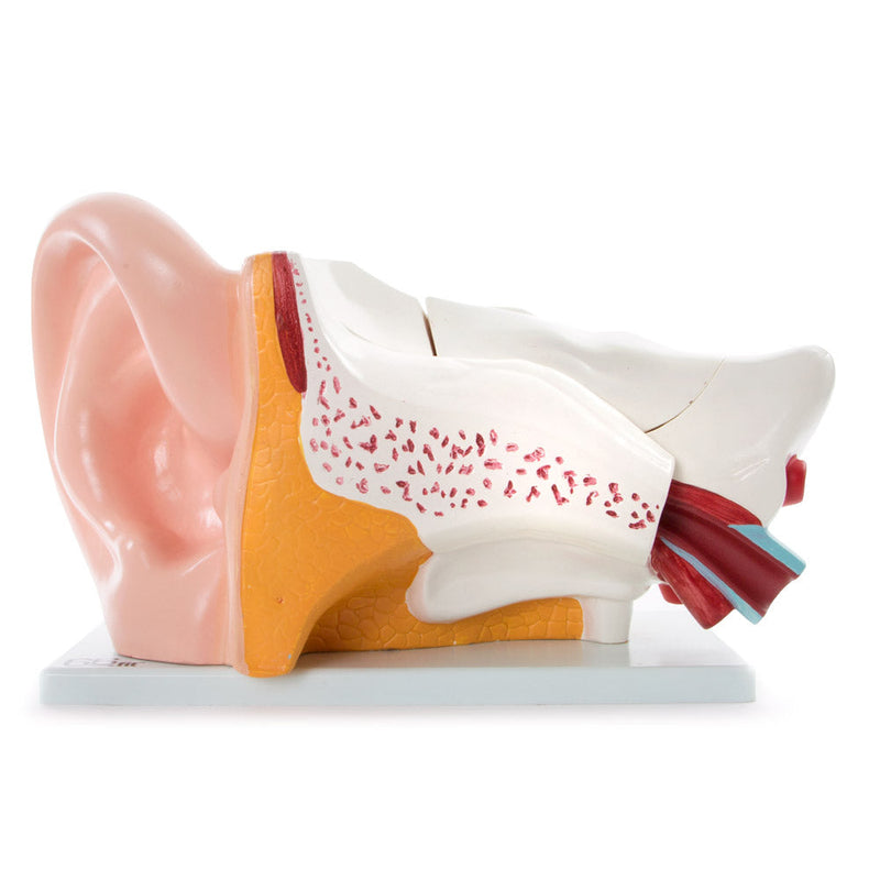 66fit Giant Ear Model