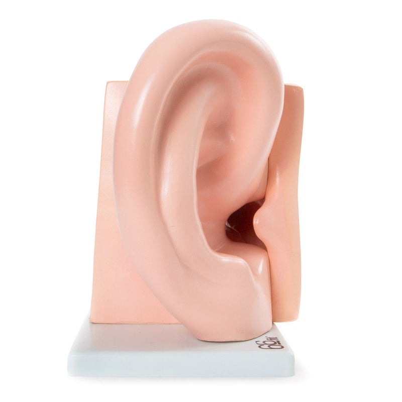 66fit Giant Ear Model