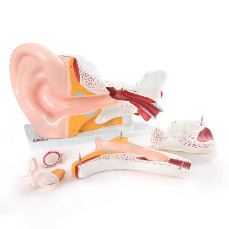 66fit Giant Ear Model