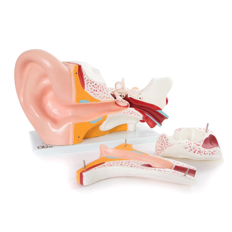 66fit Giant Ear Model