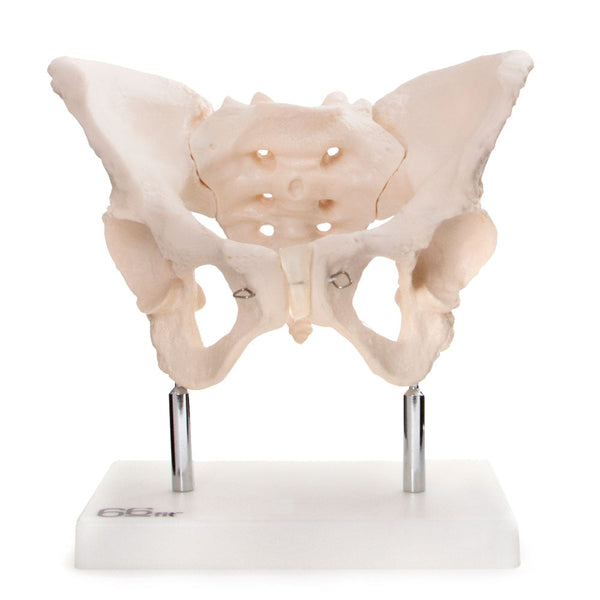 66fit Female Pelvis Anatomical Model