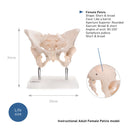 66fit Female Pelvis Anatomical Model
