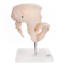 66fit Female Pelvis Anatomical Model