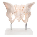 66fit Female Pelvis Anatomical Model