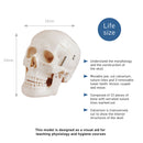 66fit Deluxe Life Size Human Skull Anatomical Model