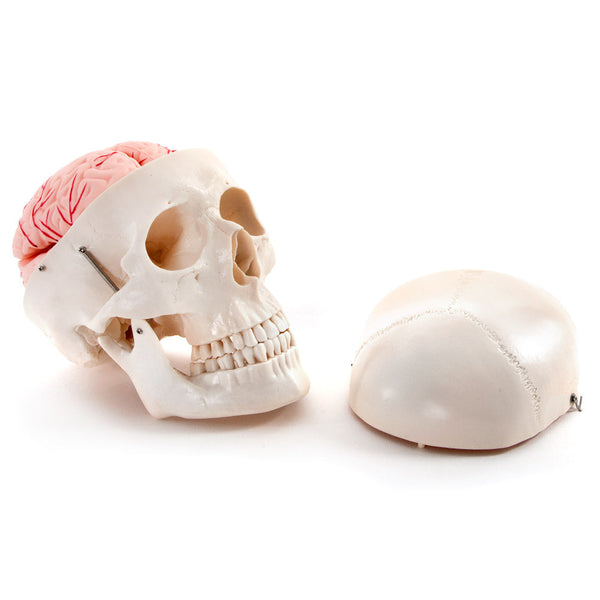 66fit Deluxe Life Size Human Skull with 8 Part Brain Anatomical Model