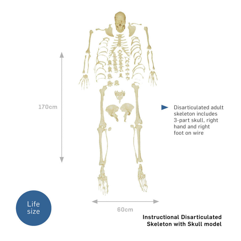 66fit Disarticulated Skeleton with Skull