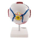 66fit Giant Eye Model - White