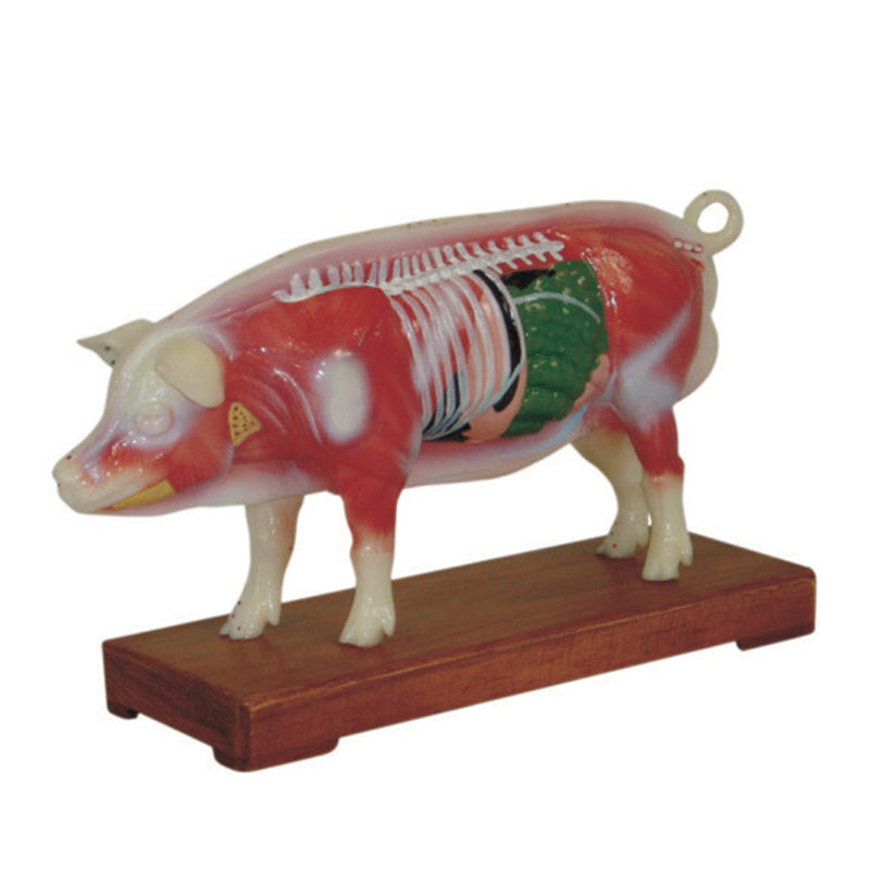 66fit Pig Acupuncture Model