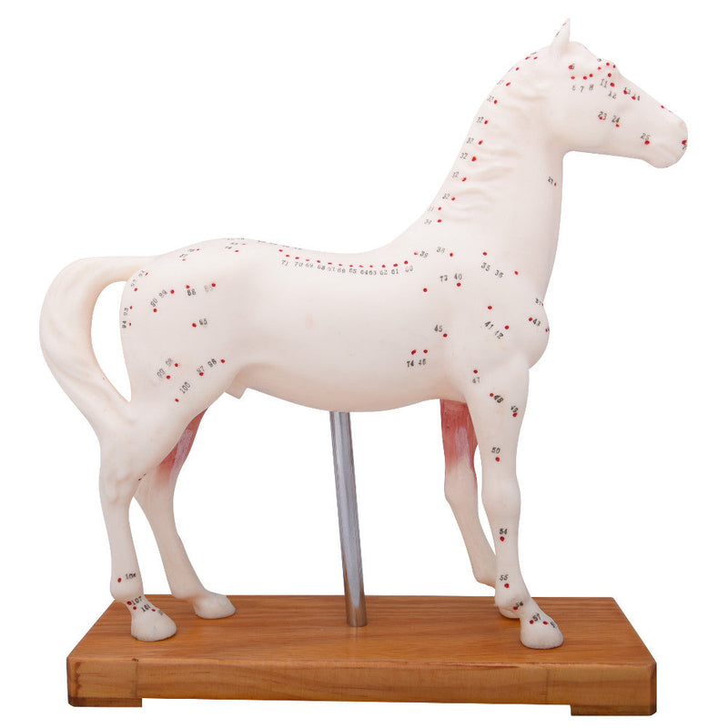 66fit Horse Acupuncture Model