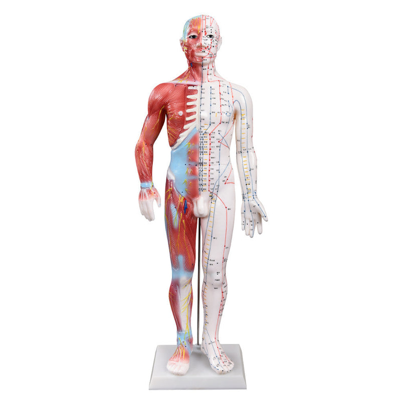 66fit Acupuncture and Muscle Male Model - 60cm