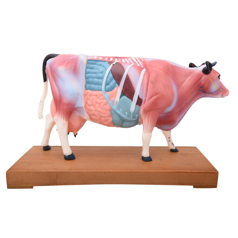 66fit Cattle Acupuncture Model