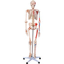 66fit Human Skeleton with Numbered Muscles and Ligaments - 180cm Tall