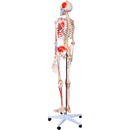 66fit Human Skeleton with Numbered Muscles and Ligaments - 180cm Tall