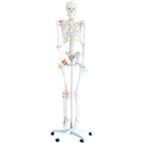 66fit Human Flexible Skeleton with Ligaments- 180cm
