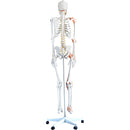 66fit Human Flexible Skeleton with Ligaments- 180cm