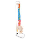 66fit Anatomical Flexible Vertebral Column With Pelvis (Coloured)