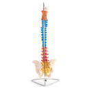 66fit Anatomical Flexible Vertebral Column With Pelvis (Coloured)