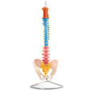 66fit Anatomical Flexible Vertebral Column With Pelvis (Coloured)
