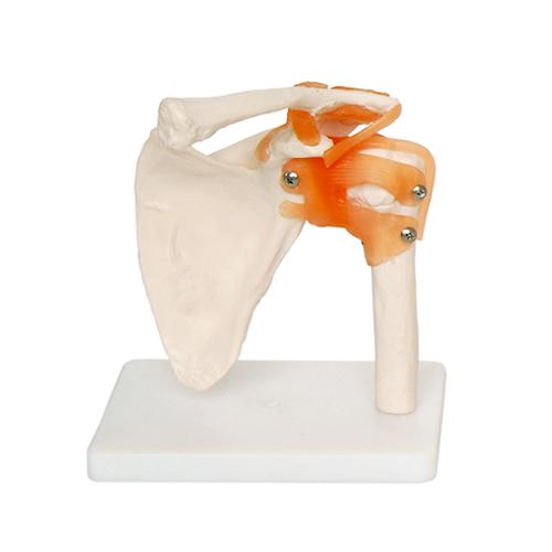 66fit Human Shoulder Joint Anatomical Model