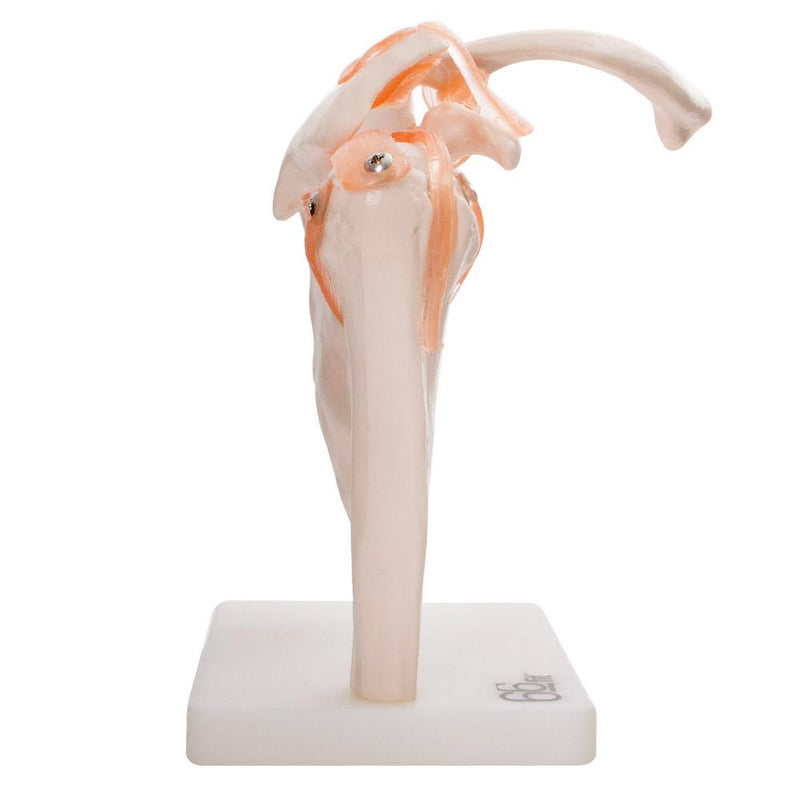 66fit Human Shoulder Joint Anatomical Model