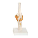 66fit Elbow Joint Anatomical Model