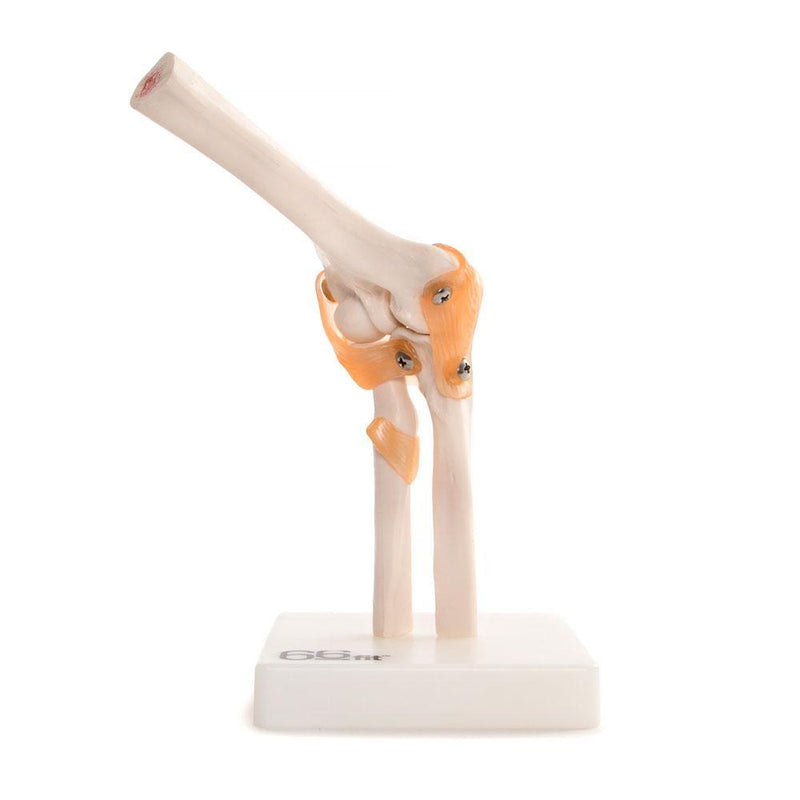 66fit Elbow Joint Anatomical Model