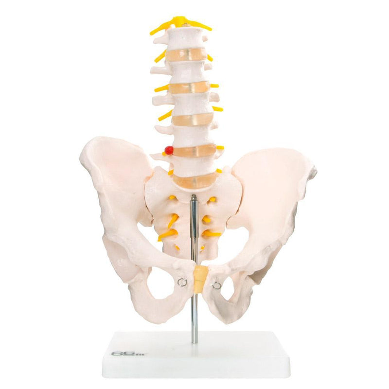 66fit Anatomical Pelvis With 5Pcs Lumbar Vertebrae