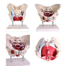 66fit Female Pelvic Muscles & Organ Anatomical Model