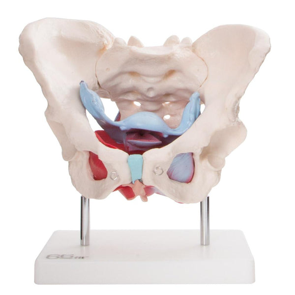 66fit Female Pelvic Muscles & Organ Anatomical Model