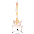 66fit Anatomical Flexible Vertebral Column With Pelvis & Femur Heads