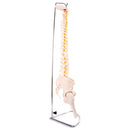 66fit Anatomical Flexible Vertebral Column With Pelvis & Femur Heads