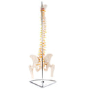 66fit Anatomical Flexible Vertebral Column With Pelvis & Femur Heads