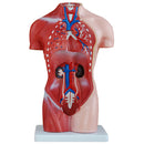 66fit Female Torso Anatomical Model - 15 parts - 42cm