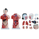 66fit Female Torso Anatomical Model - 15 parts - 42cm