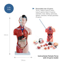 66fit Female Torso Anatomical Model - 15 parts - 42cm