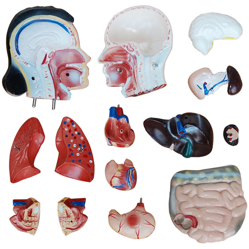 66fit Female Torso Anatomical Model - 15 parts - 42cm