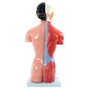 66fit Female Torso Anatomical Model - 15 parts - 42cm