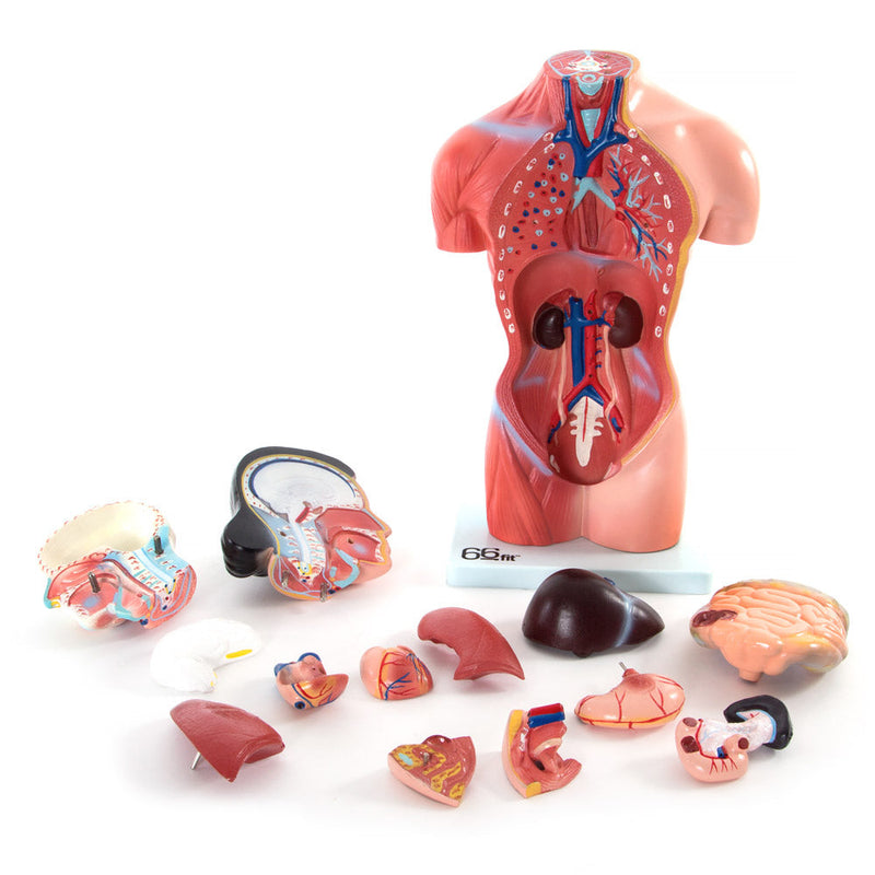 66fit Female Torso Anatomical Model - 15 parts - 42cm
