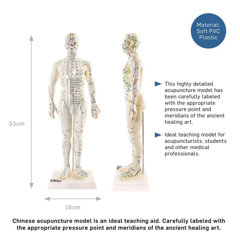 66fit Male Acupuncture Model - 50cm